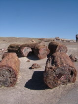Petrified Forest - countrybagging.com