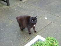 Manx Cat in Castletown - countrybagging.com