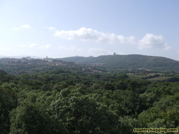 Cork Trees - www.countrybagging.com
