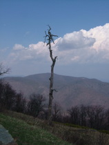 On the Skyline Drive - countrybagging.com