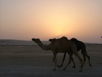 Camels in the Desert - www.countrybagging.com