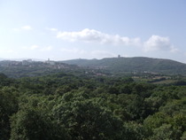 Cork Trees - www.countrybagging.com