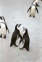 Penguins on the beach - www.countrybagging.com